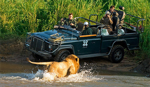 Kruger Park lion encounter